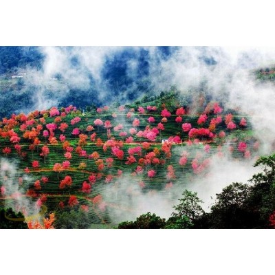 无量山自然风景保护区图3