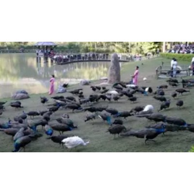 嗨游.网红线：云南西双版纳丽江大理（趣味拉市线）6晚7天游图2