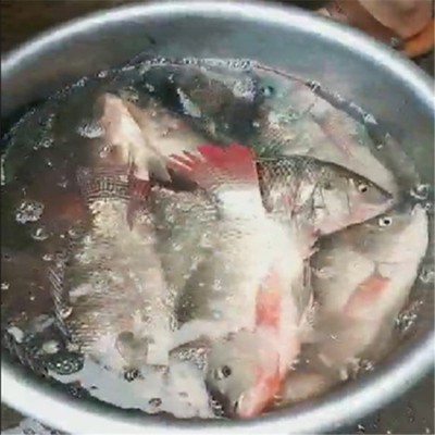 罗非散炮大罗非饵料散炮春夏季钓罗飞鱼饵套餐大福寿窝料罗非颗粒  10个图5