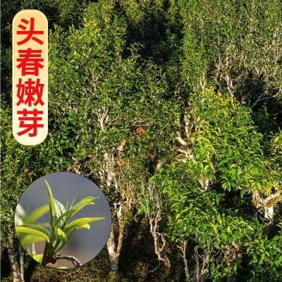 普洱熟茶迷你小茶饼熟普洱茶饼茶红茶陈皮白茶普洱糯米香小 沱茶叶1份图3