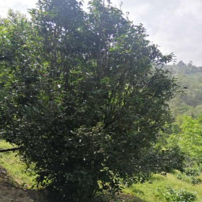 咏普号野红 云南滇红红茶500G 880亩自家古茶园实体70年老工厂2斤