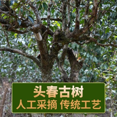 2023年云南普洱茶生茶冰岛暗香古树茶茶叶茶饼送人送礼1饼图2