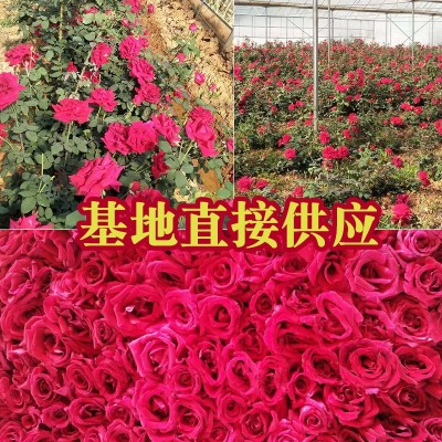 云南墨红玫瑰 干玫瑰花冠 烘干冻干微波干另大量批发花 瓣产地直供2斤