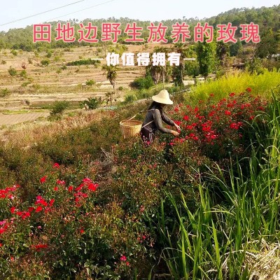 玫瑰花金边玫瑰另售冻干玫瑰花茶金边花冠云南干玫瑰大 货现货批发1斤图3