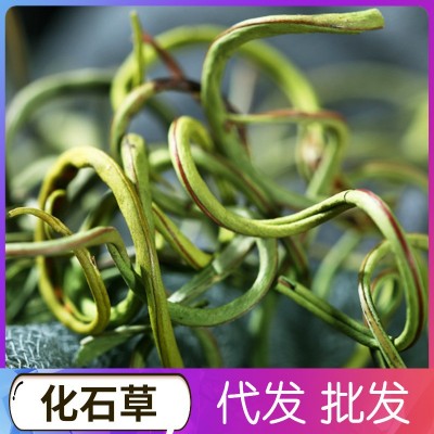 化石草 肾精茶结石草产地批发肾茶代发产地厂家1件