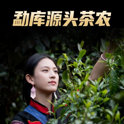 源头茶农批发 勐库纯料懂过磨烈大小户赛云南普洱茶生茶散茶古树4斤