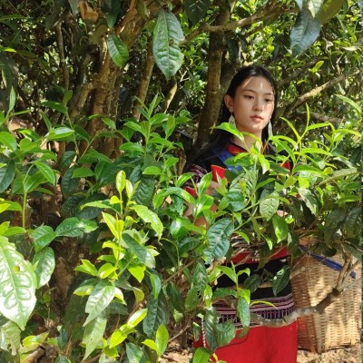 源头茶农批发 勐库纯料懂过磨烈大小户赛云南普洱茶生茶散茶古树4斤图3