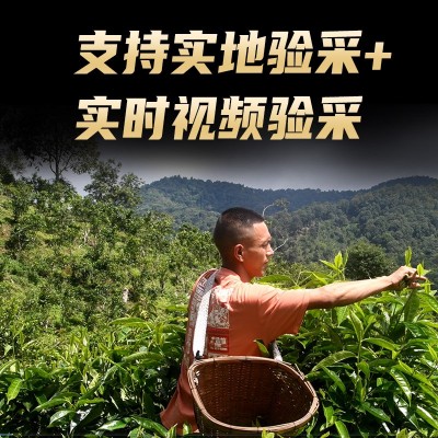 源头茶农真茶批发 勐海布朗山纯料云南普洱茶生茶散茶春古树500g4斤图2
