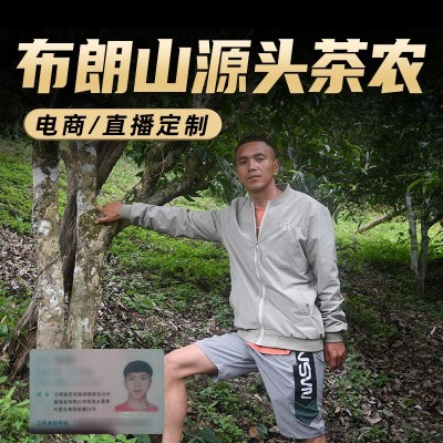 源头茶农真茶批发 勐海布朗山纯料云南普洱茶生茶散茶春古树500g4斤