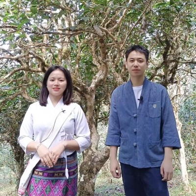 源头茶农真茶批发 景迈山纯料云南普洱茶生茶散茶春茶古树 秋500g2斤图4