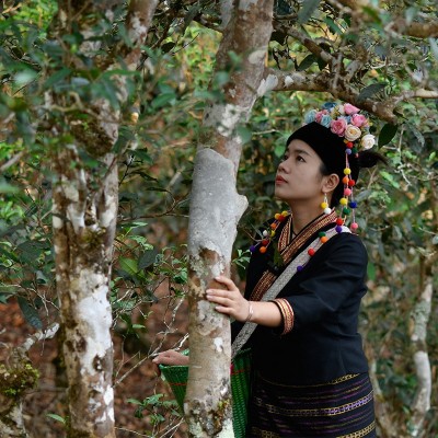源头茶农真茶批发 景迈山纯料云南普洱茶生茶散茶春茶古树 秋500g2斤图3