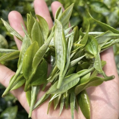 2024年新茶 绿茶 碧螺春 茶叶批发浓香口感清香散装现货工厂500g1斤图4