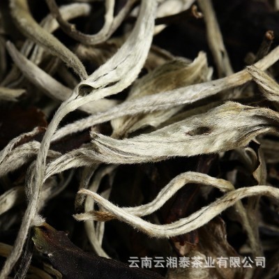 批发 云南白茶 2024年明前月光白一芽二叶 景迈月光美人 散茶1斤图2