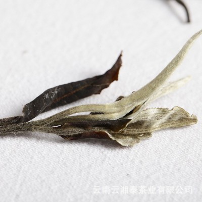 批发 云南白茶 2024年明前月光白一芽二叶 景迈月光美人 散茶1斤图3