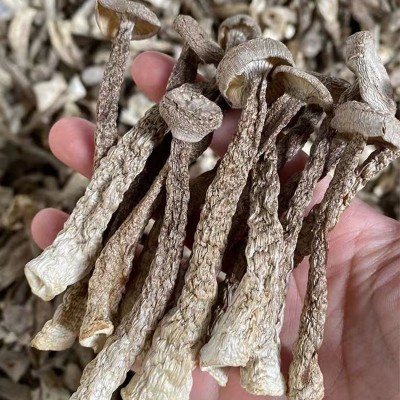 云南特产鹿茸菇干货 厂家批发食用菌鹿茸菌干货批发 产地货源2件图3