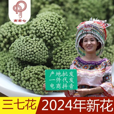 南君七文山三七花 2024年新花二三年田七三七花茶 云南文山田七花1斤
