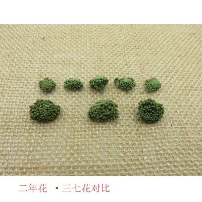 南君七文山三七花 2024年新花二三年田七三七花茶 云南文山田七花1斤图4