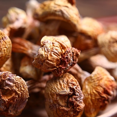 云南特产松茸菌一手货源批发 巴西菇食用姬松茸产地直销量 大从优1件