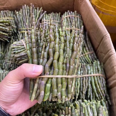 云南铁皮石斛鲜条现摘现发石斛鲜条新鲜石斛批发胶质好2件图4