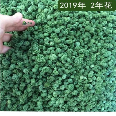 2024年今年新三七花田七花 云南文山2年3年4年三七花茶农家三七2斤图5
