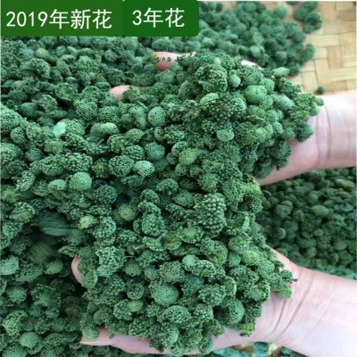 2024年今年新三七花田七花 云南文山2年3年4年三七花茶农家三七2斤图4