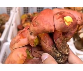 来云南吃菌子火锅吧-山上才采回来的#菌子的季节