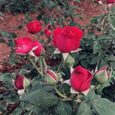 现货云南墨红玫瑰整朵玫瑰花冠新货烤干冻干玫瑰花茶食用干 花批发1件图2