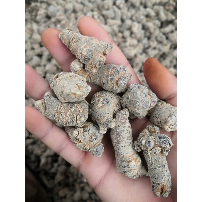 天麻云南干货特级天麻片产地直供大货批发1斤图5