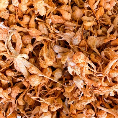 干货虫草花孢子头干蛹虫草北虫草煲汤食用菌非新鲜汤材料1000g2袋图3