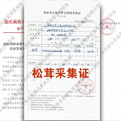云南特产FD冻干松茸粉干货fd冻干松茸碎片冻干松茸粉新鲜碎末批发1件图4
