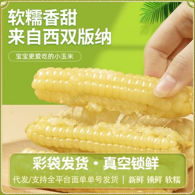 云南西双版纳拇指小玉米新鲜软香甜白糯黑紫色手指玉米早餐代餐1件图2