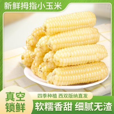 【爆款】云南西双版纳拇指玉米新鲜白糯迷你手指玉米儿童早餐代发1件图2