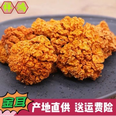 【金耳】云南特产金耳干货5-8公分大黄耳一手货源直供 批发 代发1件