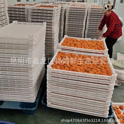 【金耳】云南特产金耳干货5-8公分大黄耳一手货源直供 批发 代发1件图5