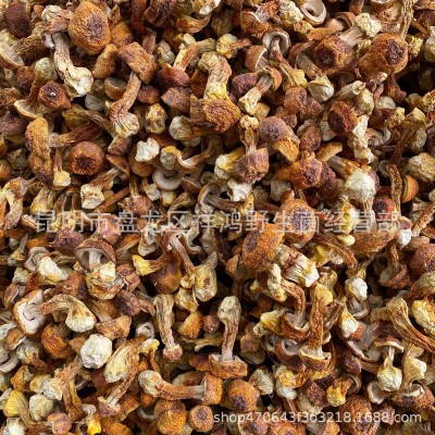 【姬松茸】云南特产姬松茸 松茸菇干货批发巴西菇一件代发1件图4