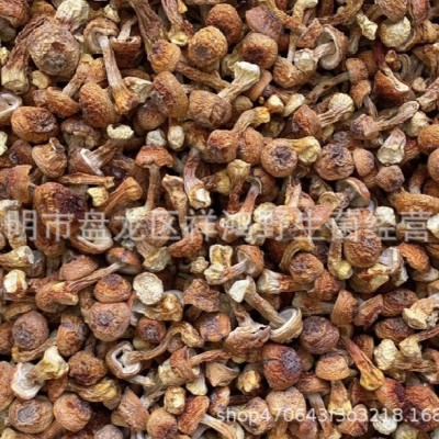 【姬松茸】云南特产姬松茸 松茸菇干货批发巴西菇一件代发1件图2