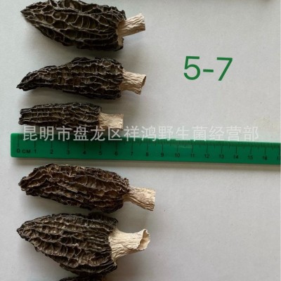 【羊肚菌】云南特产高山干羊肚菌散装头茬剪柄羊肚菌干货批发代发1件图3