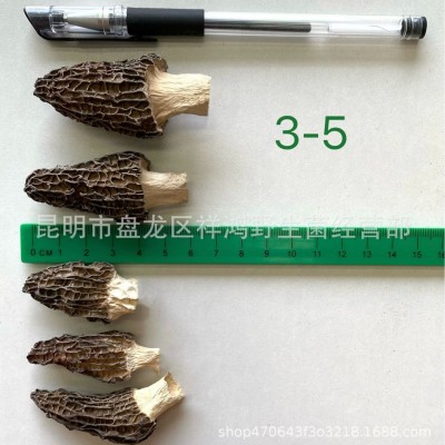 【羊肚菌】云南特产高山干羊肚菌散装头茬剪柄羊肚菌干货批发代发1件图4