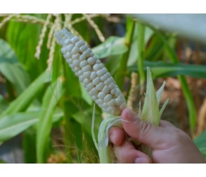 西双版纳拇指玉米—— 一年四季都有的软糯香甜