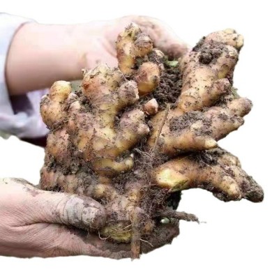 干姜片批发云南罗平小黄姜干姜片食用老姜原始点老姜姜粉品质500   1斤图5