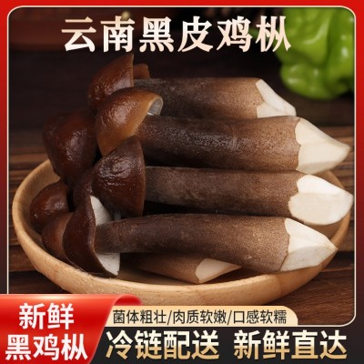 新鲜黑皮鸡枞菌云南特产鸡枞菇黑皮鸡枞食用菌煲汤食材鲜菌菇批发     1箱