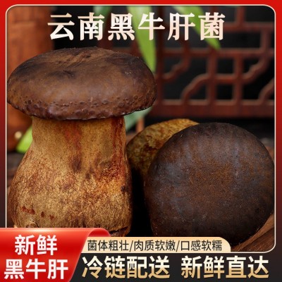 黑牛肝菌野生云南特产新鲜菌子野生菌类鲜货新鲜食用鲜菌现采批发     1箱