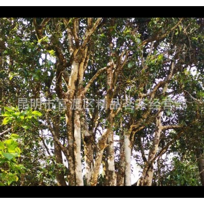 明前春茶野生古树红茶400年云南勐库古树滇红茶500g古树茶     1斤图3