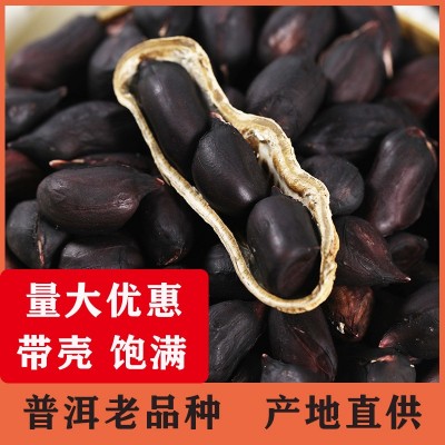 云南富硒黑花生普洱带壳晒干黑花生紫皮花生新货老品种味香甜批发1包