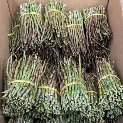 新鲜石斛铁皮石斛中药材石斜新鲜铁皮石斛鲜条乐清雁荡四年露天1袋