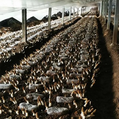 羊肚菌干货云南原产地批发价便宜羊肚菌干菌一件代发规格齐全批发2件图4