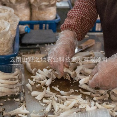 鹿茸菇干货厂家鹿茸菌脆脆菇云南特产品甄选整箱代发批发煲汤菌菇2件图5