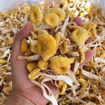 云南特产鸡油菌干蘑菇鸡油菌黄丝菌食用菌榆黄菇干货厂家直销2袋