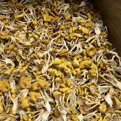 云南特产鸡油菌干蘑菇鸡油菌黄丝菌食用菌榆黄菇干货厂家直销2袋图2