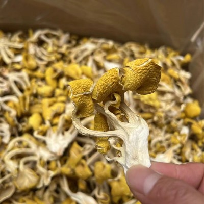 云南特产鸡油菌干蘑菇鸡油菌黄丝菌食用菌榆黄菇干货厂家直销2袋图4